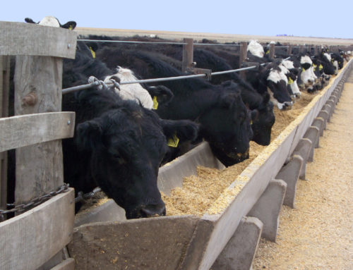 Un feedlot de punta desafía los límites de la sanidad