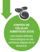 Conteo de células somáticas Conteo de células somáticas
