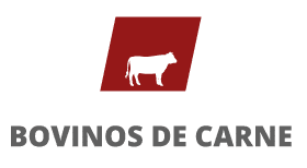 1760715309770-bovinos-carne